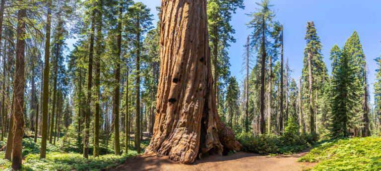 Sequoia National Park